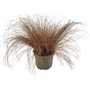 Kép 1/3 - Carex comans ‘Bronze Form’ / Bronz sás