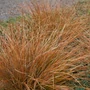 Kép 2/2 - Carex buchananii ‘Red Rooster’ / Bőrlevelű sás