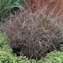 Kép 2/2 - Carex comans ‘Bronze Curls’ / Bronz sás