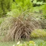 Kép 3/3 - Carex comans ‘Bronze Form’ / Bronz sás