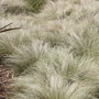 Kép 2/2 - Carex comans ‘Frosted Curls’ / Új-Zélandi sás