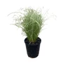 Kép 1/2 - Carex comans ‘Frosted Curls’ / Új-Zélandi sás