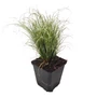 Kép 1/2 - Carex comans ‘Frosted Curls’ / Új-Zélandi sás