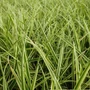 Kép 2/2 - Carex morrowii 'Goldband' / Tarka levelű sás