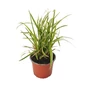 Kép 1/2 - Carex morrowii 'Goldband' / Tarka levelű sás