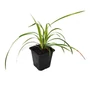 Kép 1/2 - Carex morrowii 'Ice Dance' / Tarka sás
