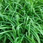 Kép 2/2 - Carex morrowii 'Irish Green' / Japán díszsás