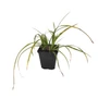 Kép 1/2 - Carex morrowii 'Irish Green' / Japán díszsás