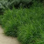Kép 2/2 - Carex muskingumensis / Pálmalevelű sás