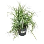 Kép 1/2 - Carex muskingumensis / Pálmalevelű sás
