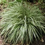 Kép 2/2 - Carex 'Silver Sceptre'  / Japán sás