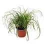 Kép 2/2 - Carex 'Silver Sceptre'  / Japán sás