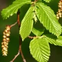 Kép 3/3 - Carpinus betulus / Közönséges gyertyán