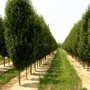 Kép 3/3 - Carpinus betulus 'Fastigiata' / Oszlopos gyertyán