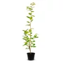 Kép 2/3 - Carpinus betulus / Közönséges gyertyán
