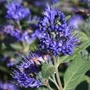 Kép 2/3 - Caryopteris x clandonensis 'Grand Bleu' / Kékszakáll