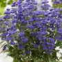 Kép 3/3 - Caryopteris x clandonensis 'Grand Bleu' / Kékszakáll