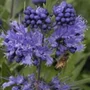Kép 2/2 - Caryopteris x clandonensis 'Heavenly Blue' / Angol kékszakáll