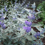 Kép 2/2 - Caryopteris x clandonensis 'Sterling Silver' / Kékszakáll