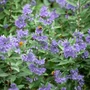 Kép 2/2 - Caryopteris x clandonensis 'Grand Bleu' / Kékszakáll