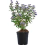 Kép 1/3 - Caryopteris x clandonensis 'Grand Bleu' / Kékszakáll