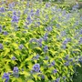 Kép 2/2 - Caryopteris x clandonensis 'Gold Crest' / Kékszakáll