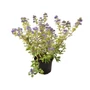 Kép 1/2 - Caryopteris x clandonensis 'Gold Crest' / Kékszakáll