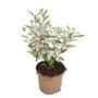 Kép 1/2 - Caryopteris x clandonensis 'Sterling Silver' / Kékszakáll