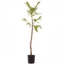 Kép 2/2 - Castanea sativa / Szelídgesztenye fa
