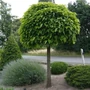 Kép 2/2 - Catalpa bignonioides 'Nana' / Gömb szivarfa (földlabdás)
