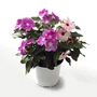 Kép 2/2 - Catharanthus roseus / Egynyári vinca, rózsameténg