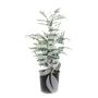 Kép 1/2 - Cedrus atlantica 'Glauca' / Kék atlasz cédrus