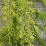 Kép 2/3 - Cedrus deodara 'Aurea' / Arany színű himalájai cédrus