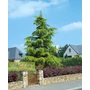 Kép 3/3 - Cedrus deodara 'Aurea' / Arany színű himalájai cédrus