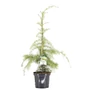 Kép 1/3 - Cedrus deodara 'Aurea' / Arany színű himalájai cédrus