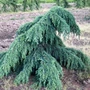 Kép 2/3 - Cedrus deodara 'Feelin Blue' / Kék terülő himalája cédrus
