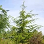 Kép 3/3 - Cedrus libani / Libanoni cédrus