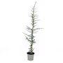 Kép 1/3 - Cedrus libani / Libanoni cédrus