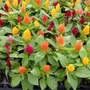 Kép 2/2 - Celosia argentea var. plumosa 'Kimono Mix' / Tollas celózia
