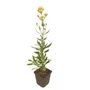 Kép 2/2 - Centranthus ruber 'Albus' / Fehér sarkantyúvirág