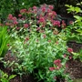 Kép 1/3 - Centranthus ruber 'Coccineus' / Piros sarkantyúvirág