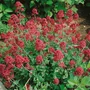 Kép 2/3 - Centranthus ruber 'Coccineus' / Piros sarkantyúvirág