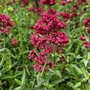 Kép 3/3 - Centranthus ruber 'Coccineus' / Piros sarkantyúvirág