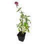 Kép 2/3 - Centranthus ruber 'Coccineus' / Piros sarkantyúvirág