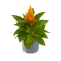 Kép 1/2 - Celosia argentea var. plumosa 'Kimono Mix' / Tollas celózia