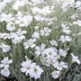 Kép 2/3 - Cerastium tomentosum / Molyhos madárhúr