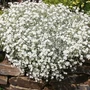 Kép 3/3 - Cerastium tomentosum / Molyhos madárhúr