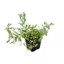 Kép 1/3 - Cerastium tomentosum / Molyhos madárhúr