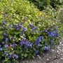 Kép 2/2 - Ceratostigma plumbaginoides / Tarackoló kékgyökér