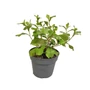 Kép 1/2 - Ceratostigma plumbaginoides / Tarackoló kékgyökér